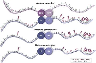 Histone Modification Landscapes as a Roadmap for Malaria Parasite Development